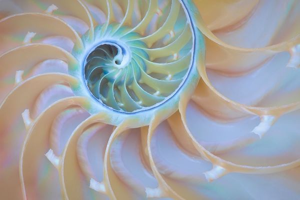 Oregon Close-up detail of nautilus shell